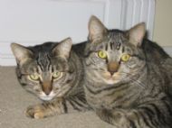 Mommy Kittie